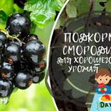 Rybízu krmení na jaře a na podzim pro dobrou sklizeň